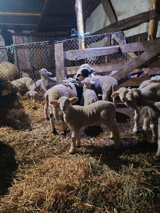 Vând 20 de oi tigai bune de ținut fătate și în curs de fătare.