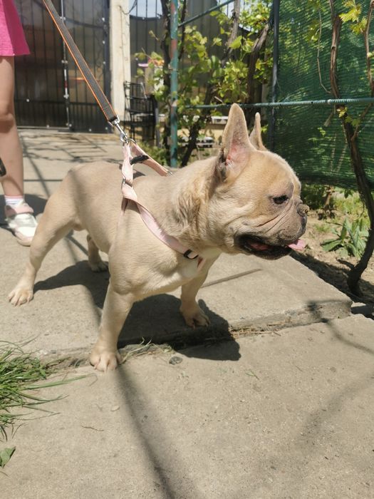 Buldog francez fawn