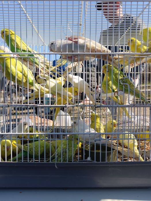 Papagali Peruși  angro