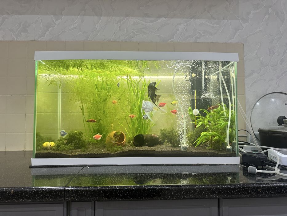 Заводской аквариум сатылады