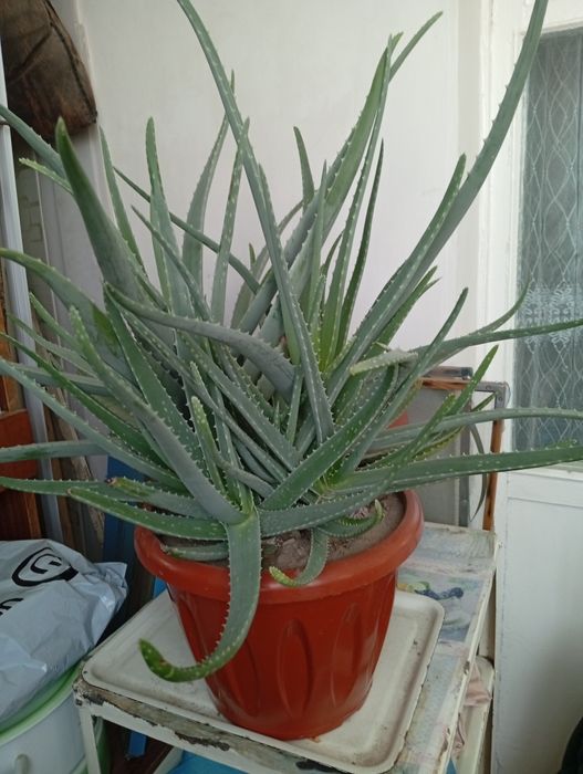 Алоэ цветы продаются недорого алоэ вера и другие