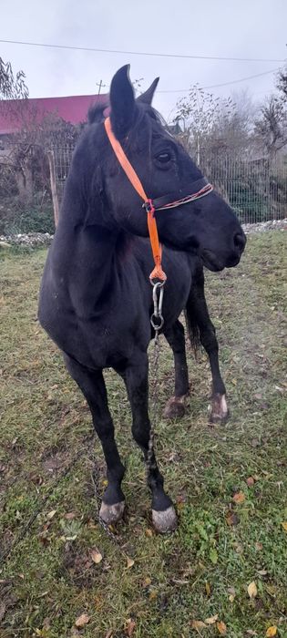 Vand cal frumos si cuminte