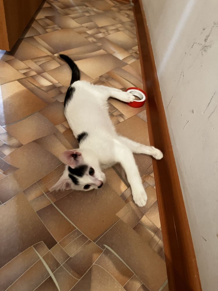 котенок бесплатно умный красивый.ақылды мысыш
