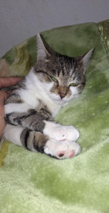Coco si Dior pui de pisica de 3 luni își caută căsuța!