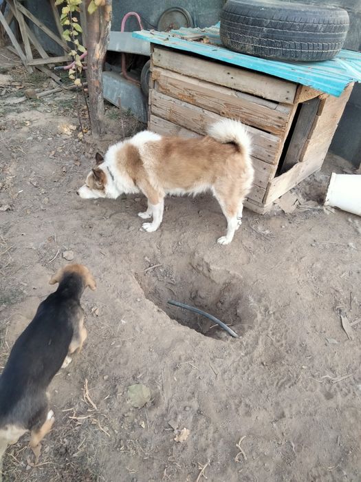 Продам лайку кабель четыре года