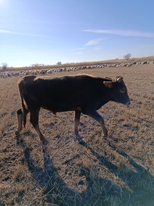 Продам Бычка 1.6 года остальное по телефону