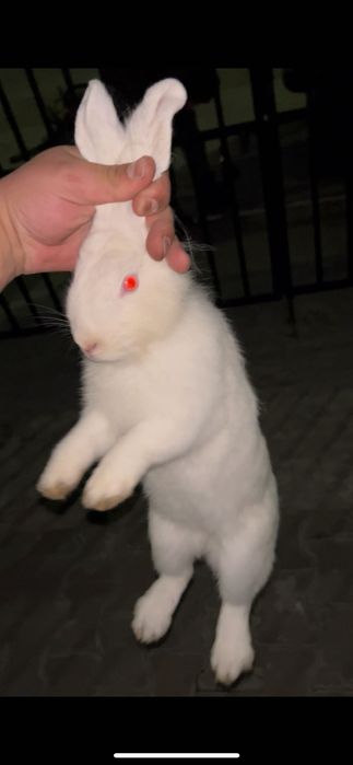 Iepure alb de companie