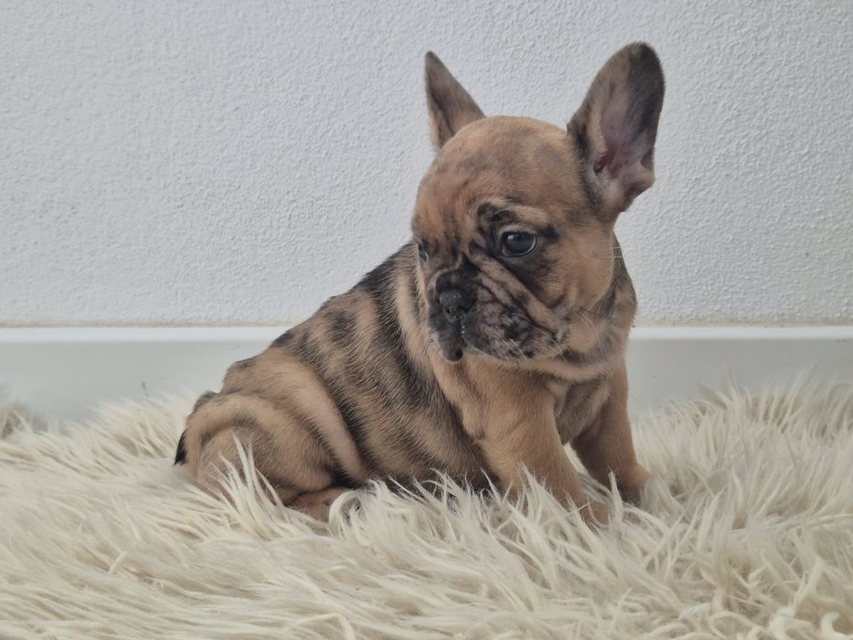 Vând pui bulldog francez