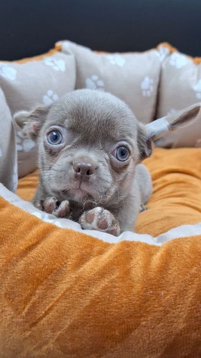 Чихуахуа микро носики.