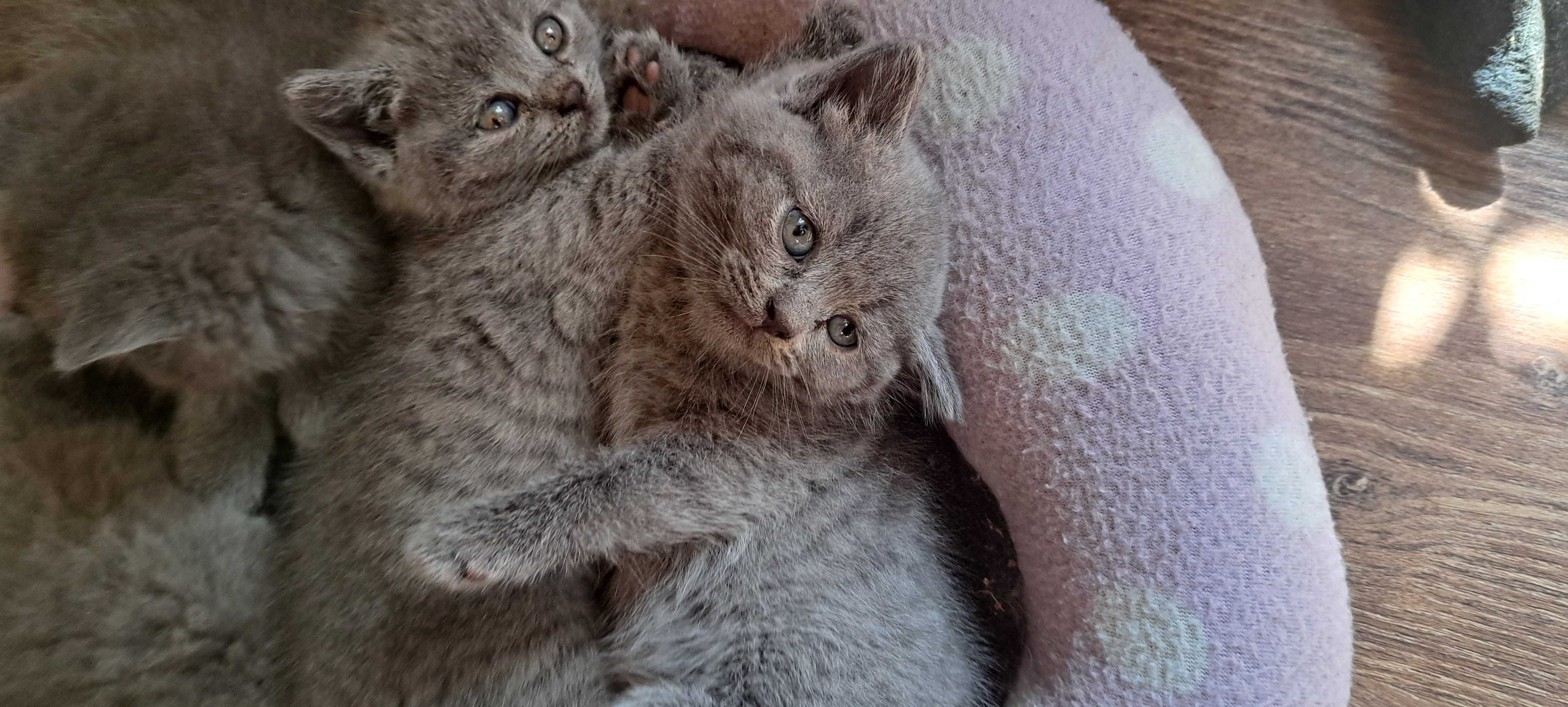 British shorthair blue