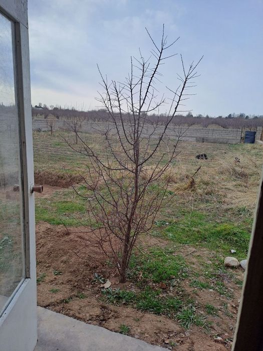 Товоксойда ховли сотилади