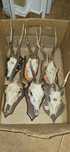 Trofee capriori coarne