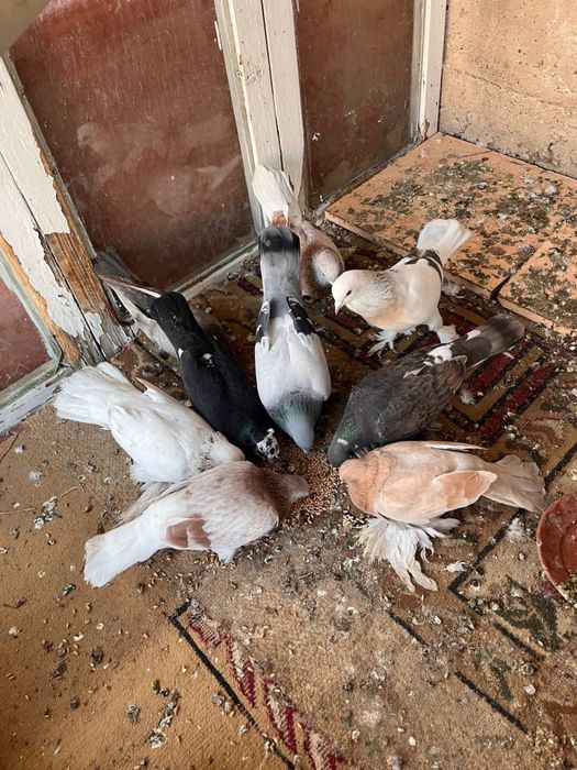 Кептер сатам на выбор есть