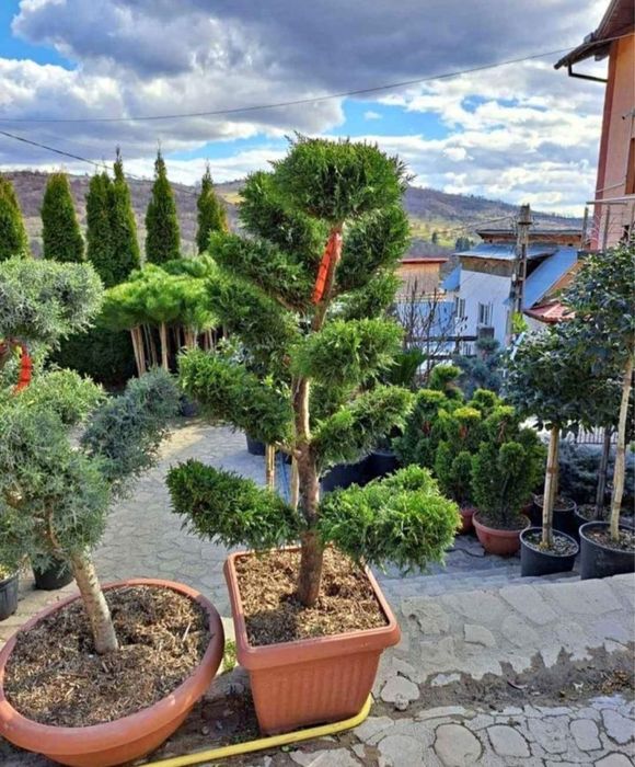 Plante ornamentale naturale