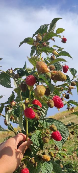 Малина Полана ва Полька,оригинал сорт