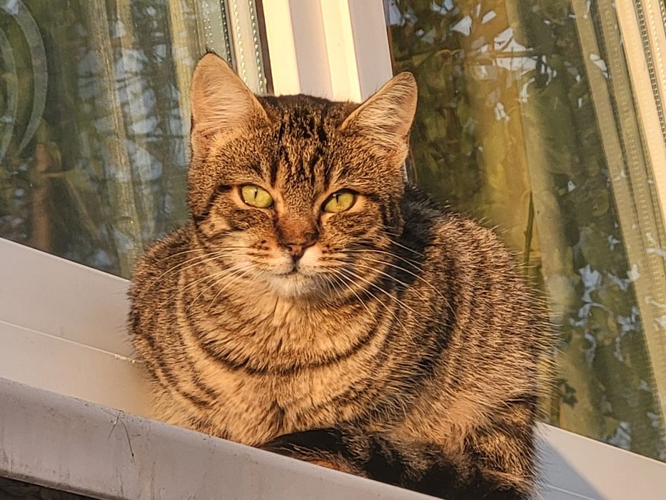 Donez puiuț de pisica