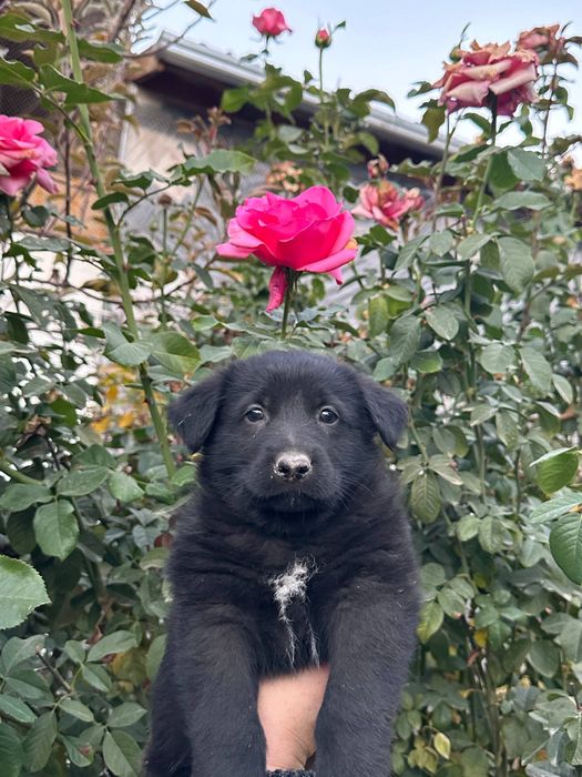 Щенок примесь немецкой овчарка