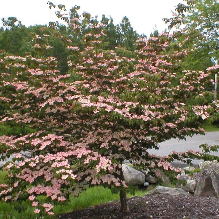 Pomi Ornamentali (Corn Chinezesc )