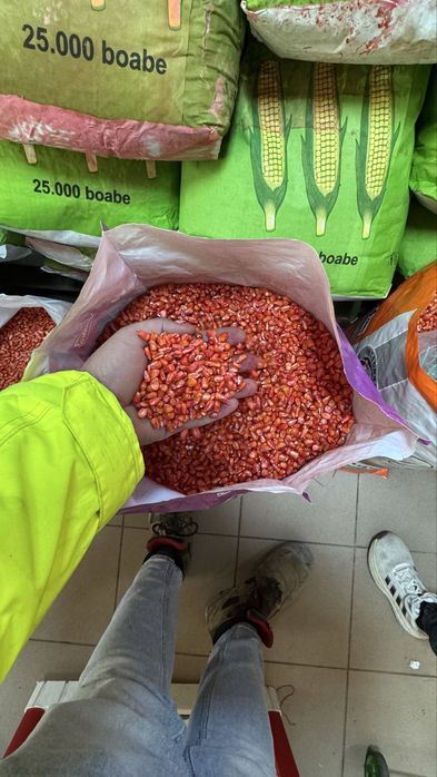 Seminte de Porumb Olt Tratat