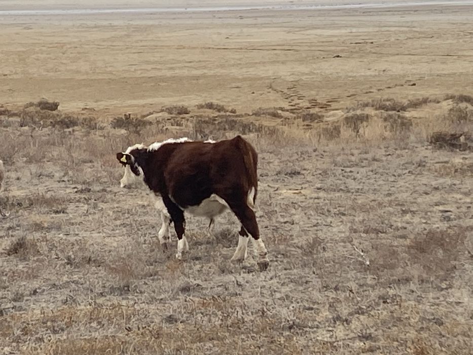 Подсостар сатылады 10 бас, куйлері жақсы