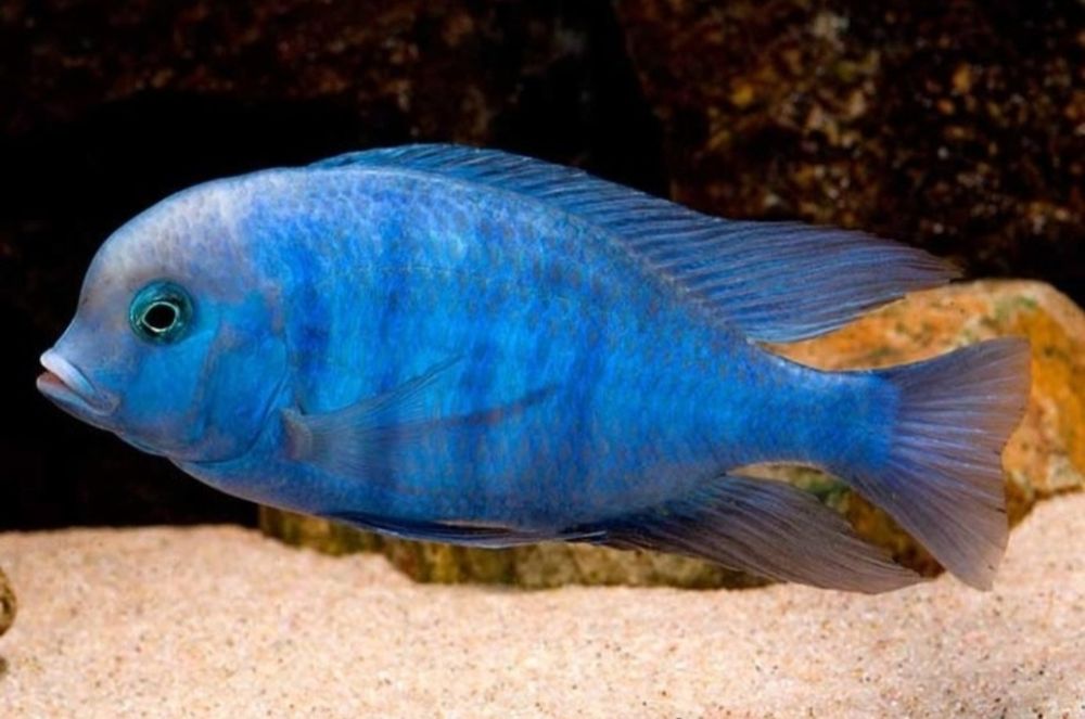 Рыбки для акварюма