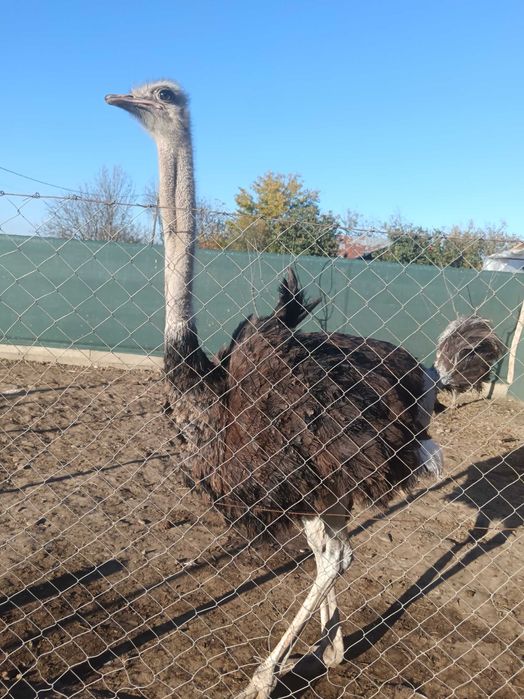 Vând sau schimb struț african