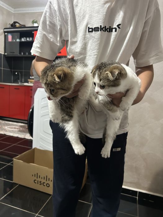 Шотландски британски чинчила котета