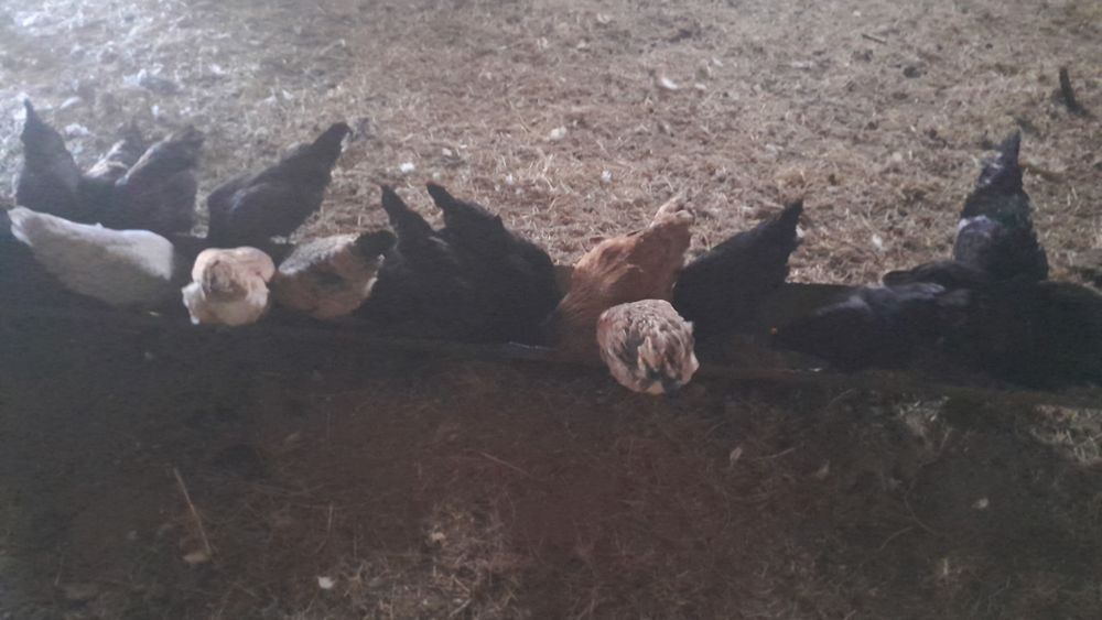 Продам домашних курей