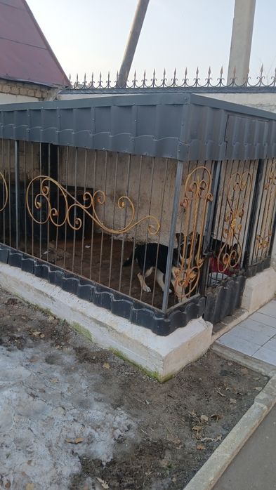 Продам  щенка немецкой овчарки