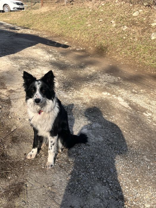 De vanzare,catei Border Collie!