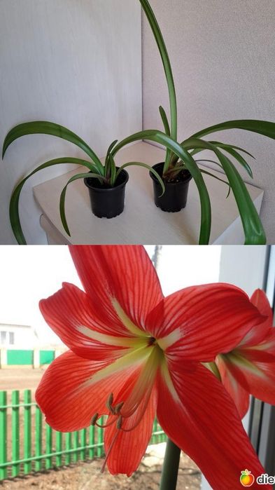 Продам комнатные растения