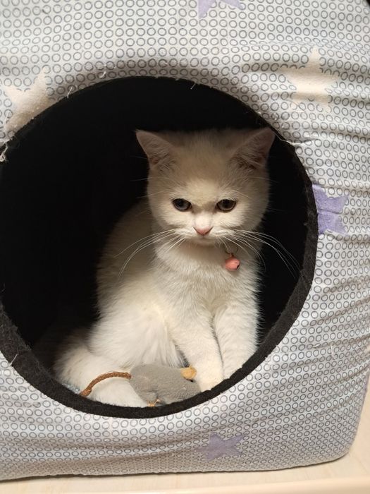 Шотланский страйт