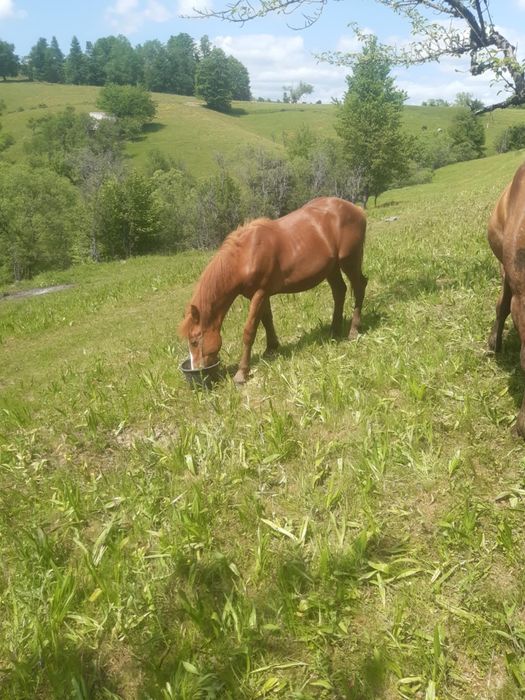 Vând manz de 1 an și 3luni