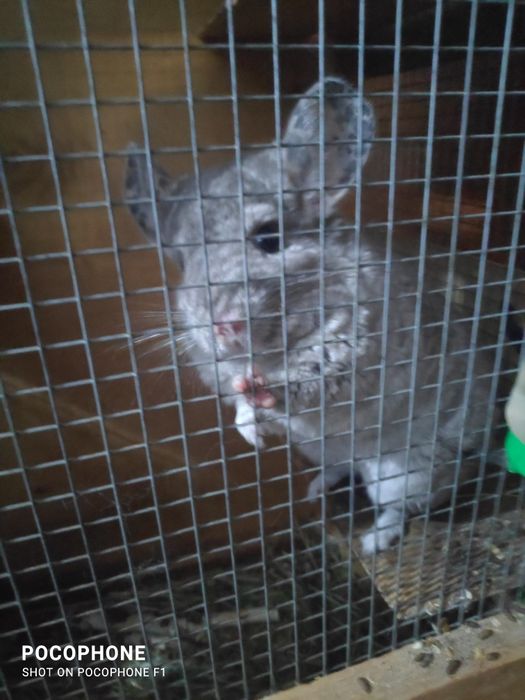 Продам шиншилу .