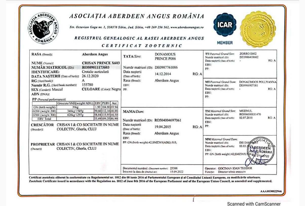 De vanzare, taur Aberdeen Angus, varsta 4ani