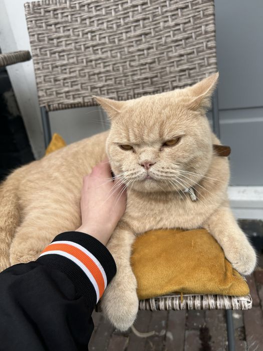 Mă ocup de animale de companie in lipsa stăpânului