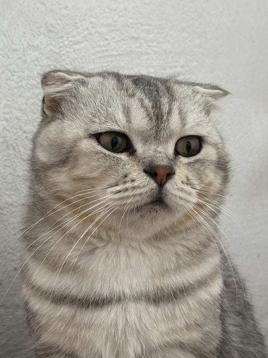 Продается шотландский вислоухий кот