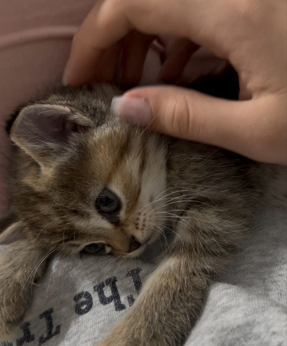 шотландская кошка