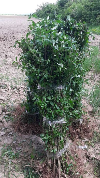 Gard viu din Ligustrum vulgare – lemn cainesc