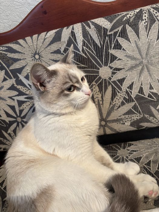 Отдам кота в добрые руки