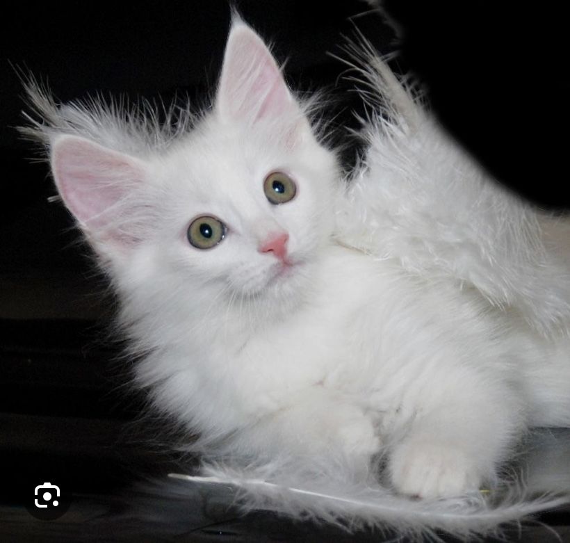 Продается кошка породы турецкая ангора