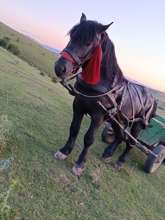 Mânz de  2 ani  de vanzare