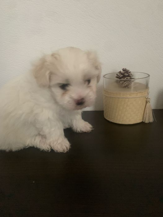 Bichon maltez Mini Toy