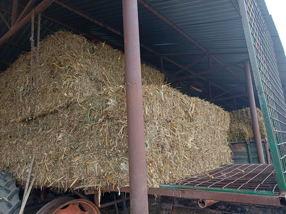 Baloti fan si coceni