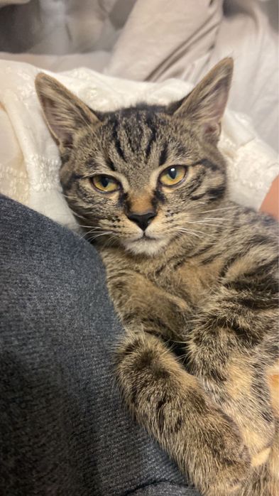 Кошка девочка 5 мес