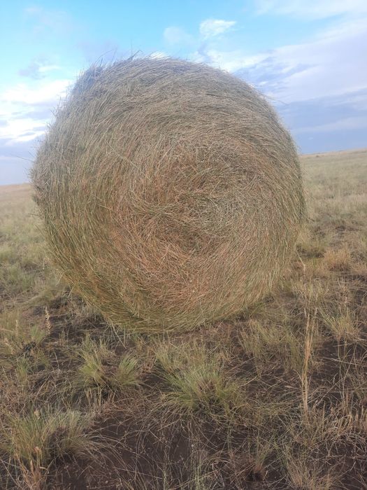 Шөп сатылады. Сено в рулонах, продаётся.
