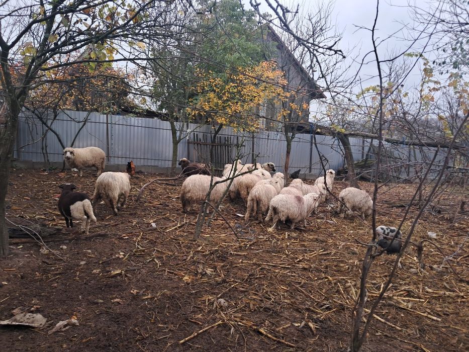 Oii țurcane 18 bucati