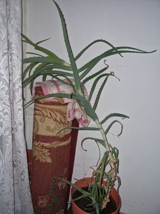 Продаю взрослое алоэ (столетник).
