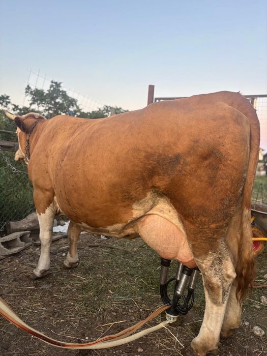 Vaca baltata germana  8 ani