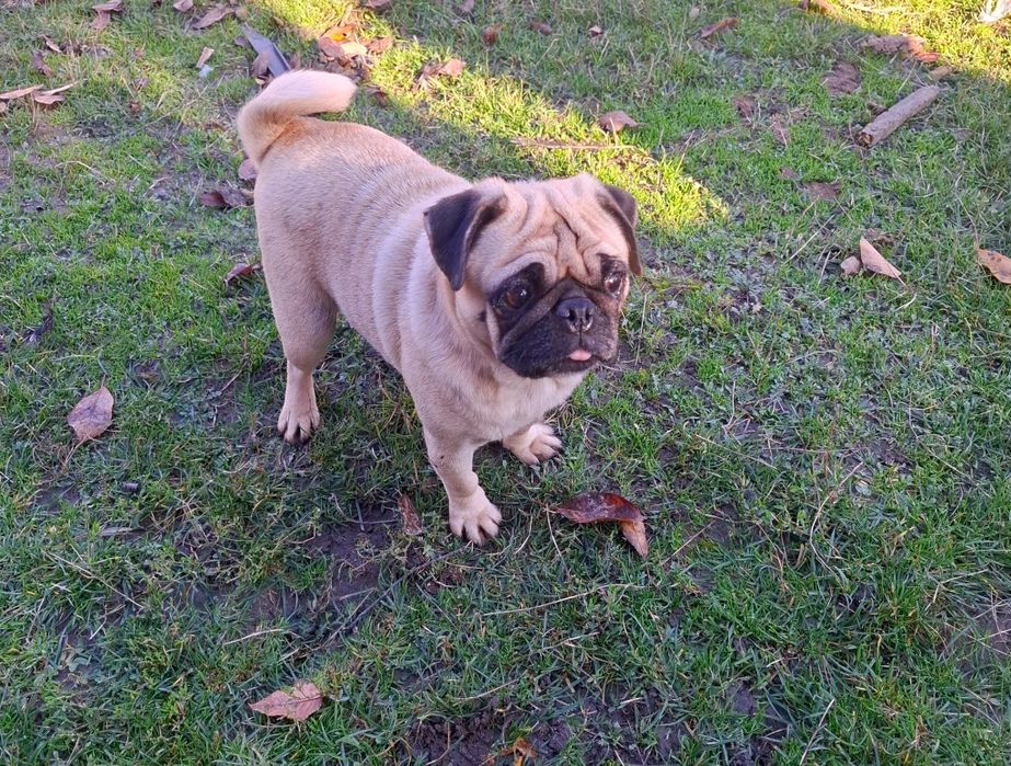 Mops bej femelă   ...